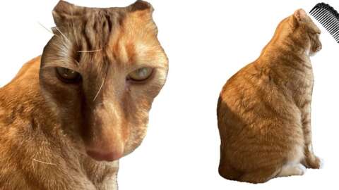 The Dark Souls Of Cat Grooming Games está conquistando a Internet